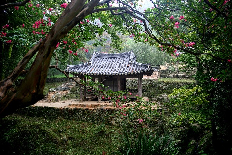 Tree nature garden park damyang